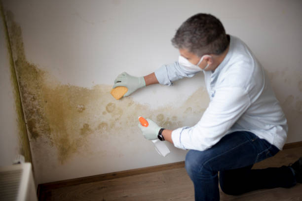 Best Mold Remediation for Rental Properties  in Madisonville, KY