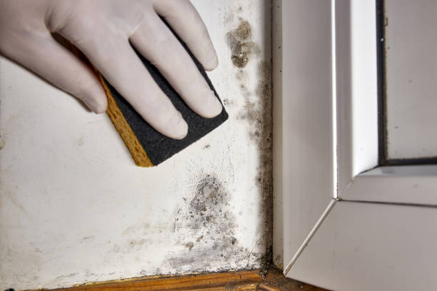 Best Basement Mold Removal  in Madisonville, KY