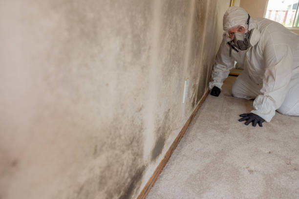 Best Environmental Consulting for Mold Prevention  in Madisonville, KY